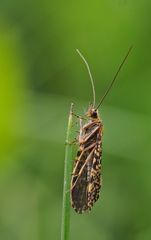 Bei diesen Temperaturen fliege ich nicht freiwillig