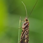 Bei diesen Temperaturen fliege ich nicht freiwillig