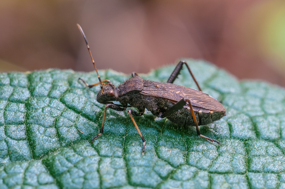 Bei dieser kleinen Wanze auf dem Brombeerblatt gestern Morgen bin ich bestimmungstechnisch …