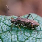 Bei dieser kleinen Wanze auf dem Brombeerblatt gestern Morgen bin ich bestimmungstechnisch …