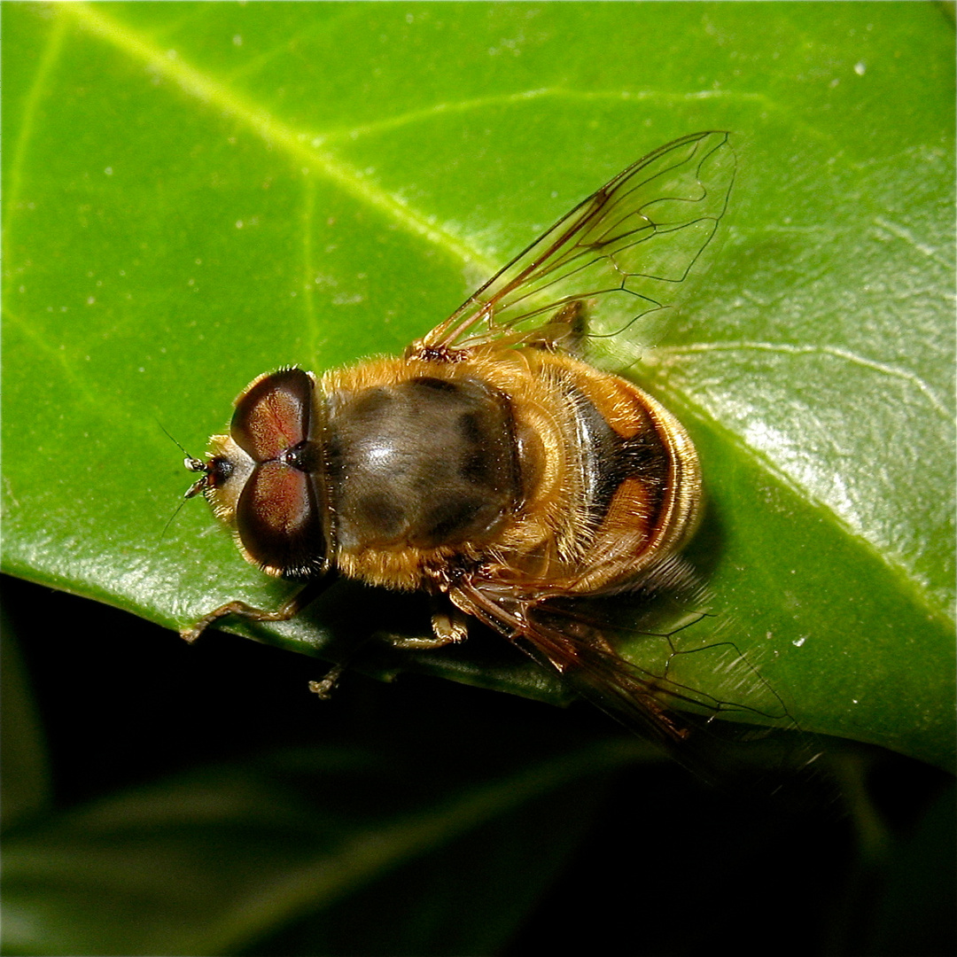 Bei dieser Mistbiene, einer Schwebfliegenart (Eristalis tenax) . . .