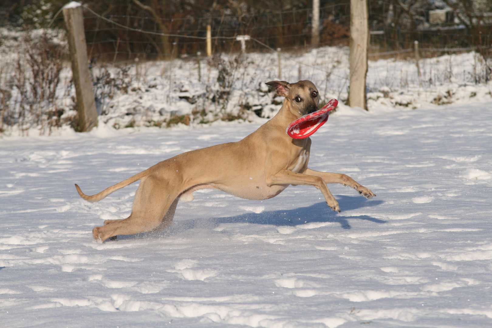 Bei dieser Winkelung wird jeder Ausstellungswhippet neidisch