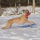 Bei dieser Winkelung wird jeder Ausstellungswhippet neidisch