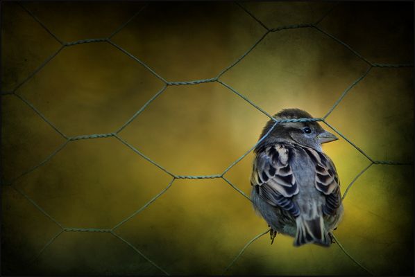 ... bei dir piepts wohl ...