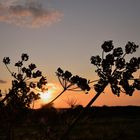 ... Bei einem abendlichen Spaziergang durch die Felder...