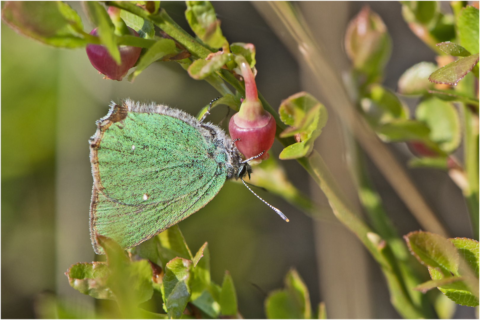 Bei einem Besuch im Moor (2) . . .