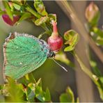 Bei einem Besuch im Moor (2) . . .