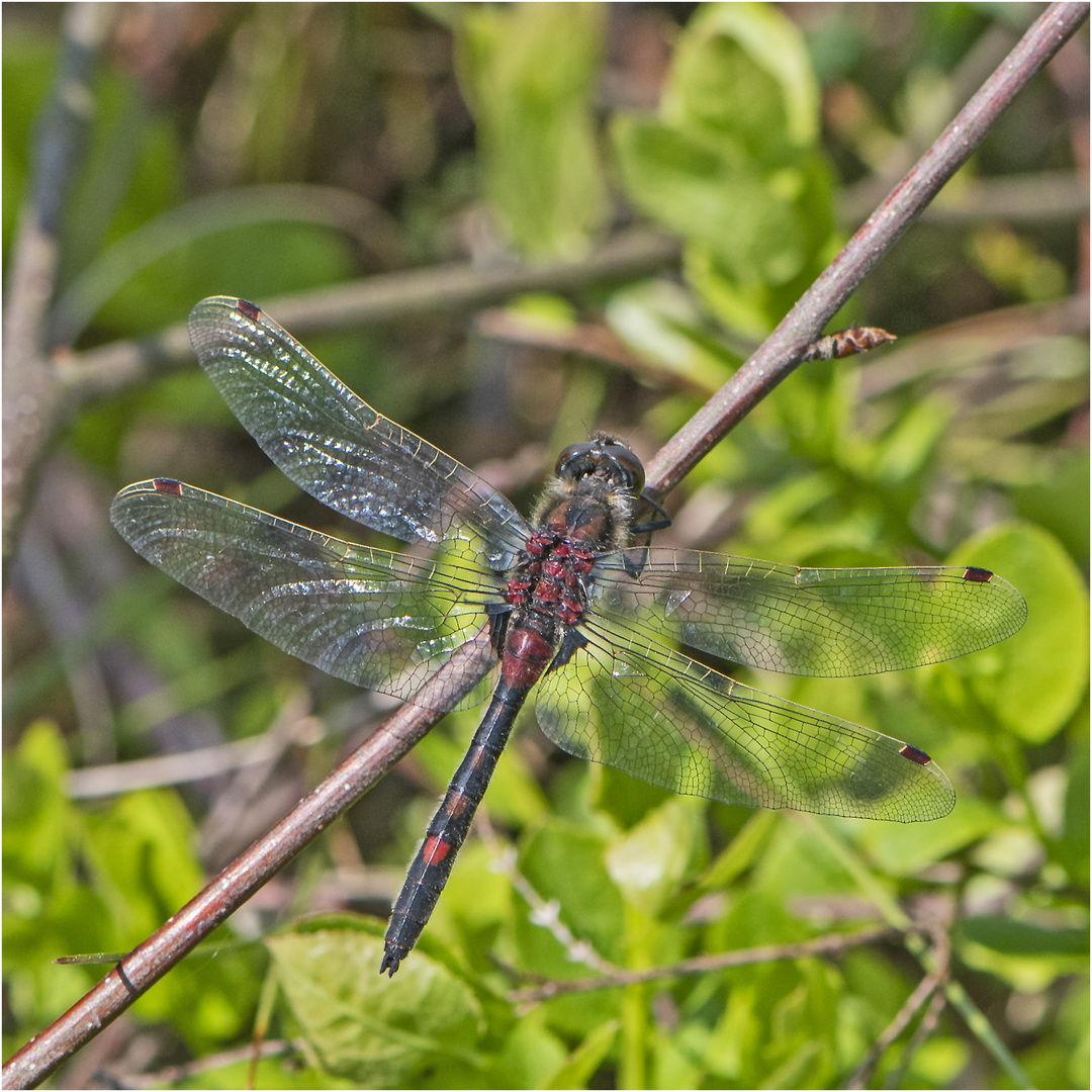  Bei einem Besuch im Moor (3) . . .