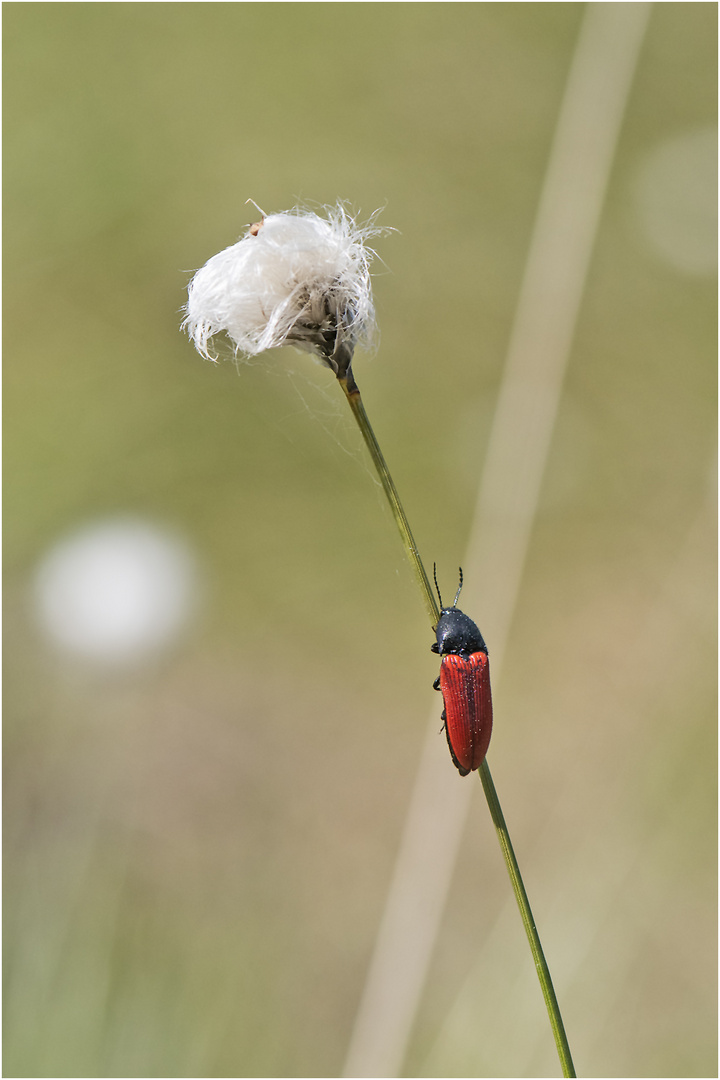 Bei einem Besuch im Moor (4) . . .