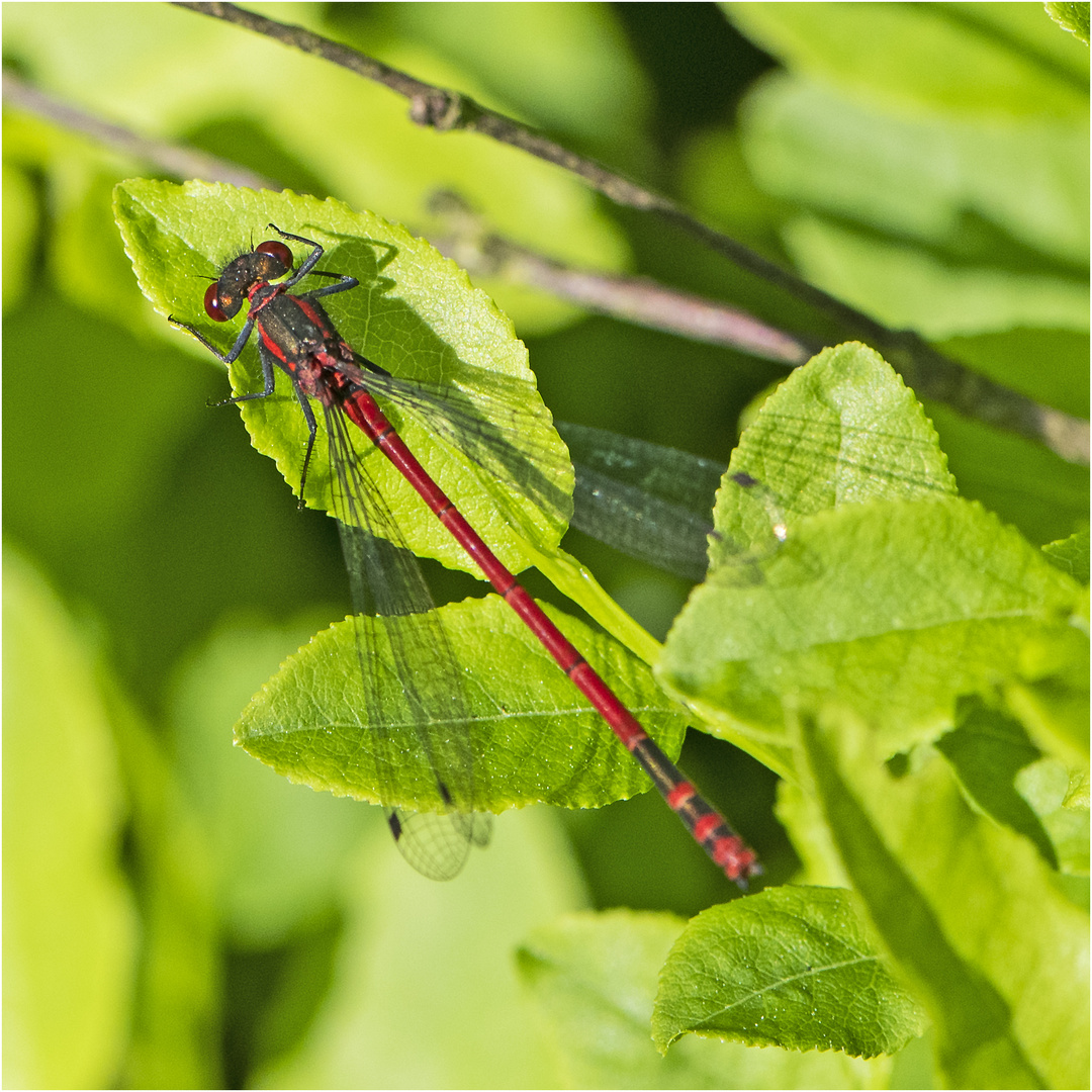 Bei einem Besuch im Moor (6) . . .