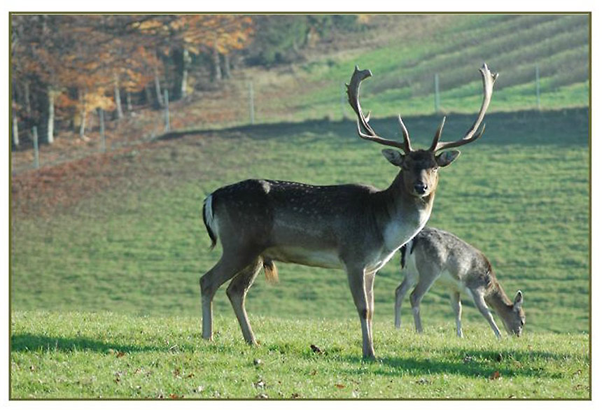 Bei einem Damwild - Gehege