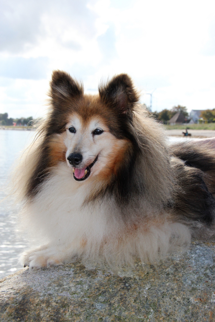 Bei einem Spaziergang an der Ostsee muss sich Lucky (15 Jahre) auf einem Stein ausruhen.