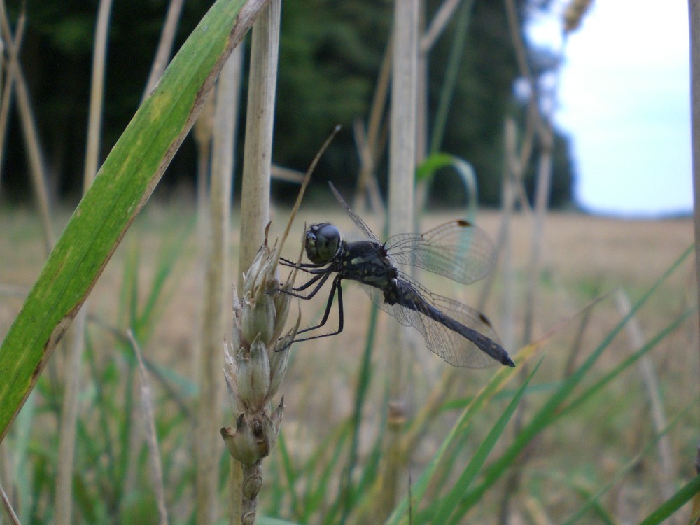 Bei einem Waldspaziergang erwischt