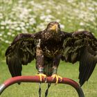 bei einer Flugshow auf der LAGA in Zülpich enstanden