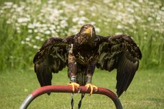 bei einer Flugshow auf der LAGA in Zülpich enstanden