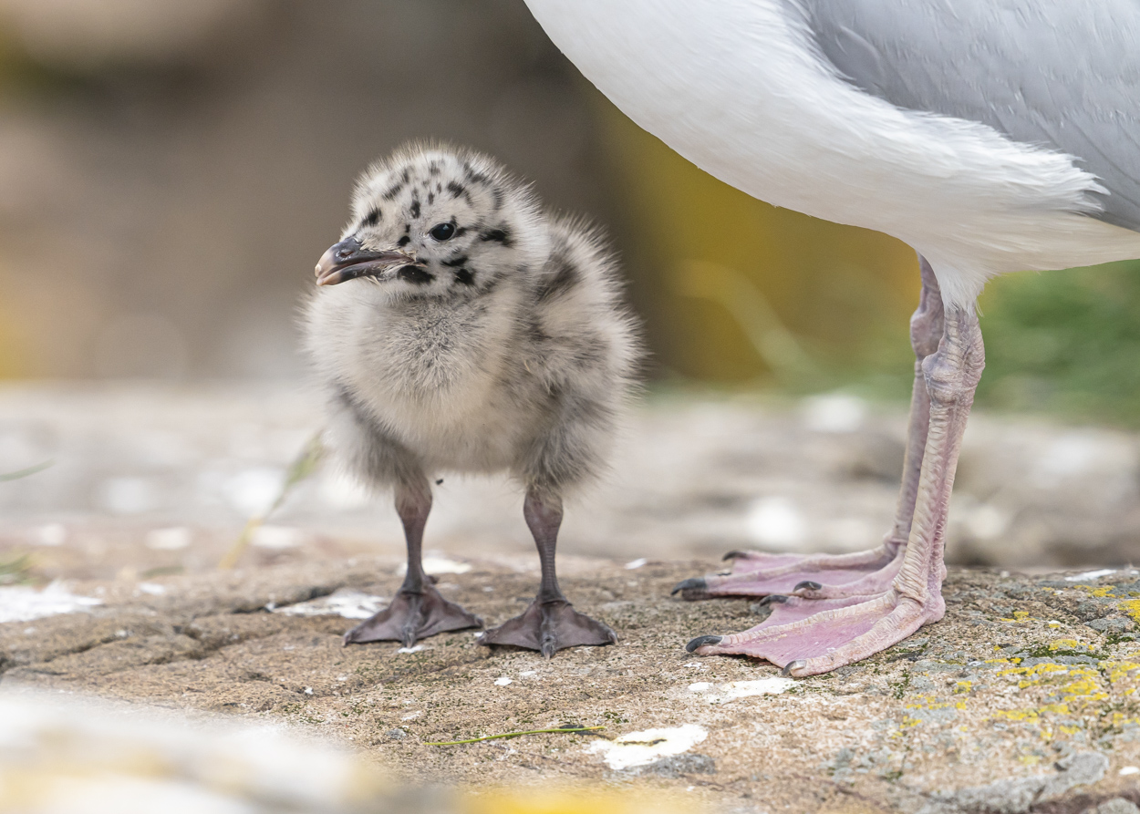 Bei einer so grossen und starken Mama ...