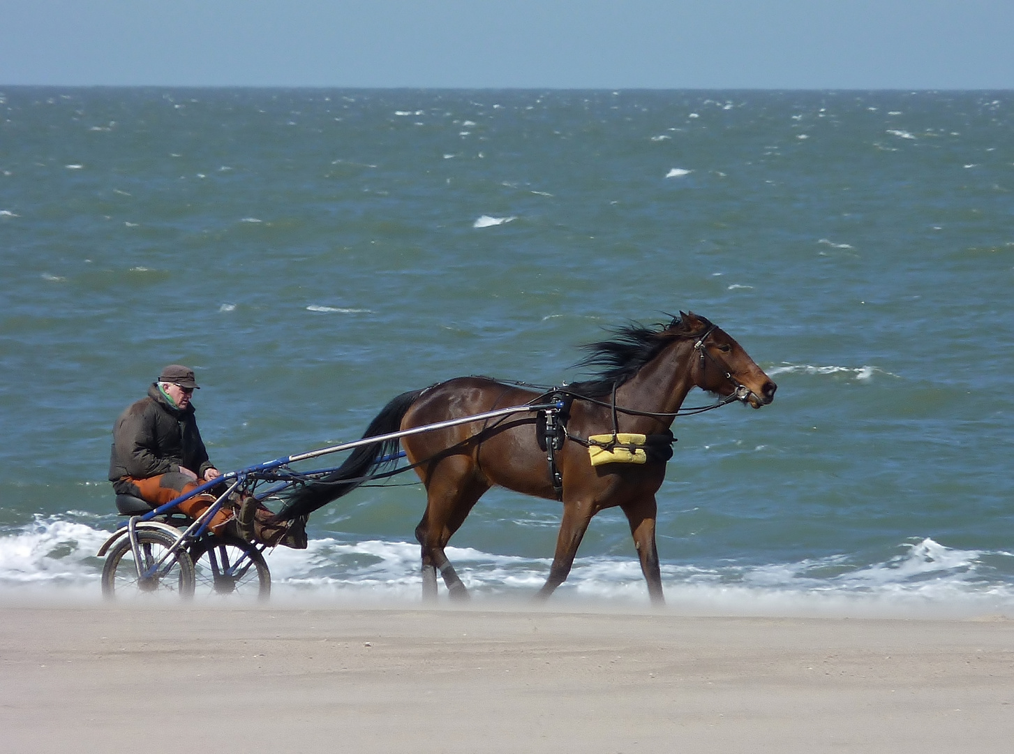 Bei eisigem Wind mit dem Sulky am Nordseestrand bei Oostkapelle