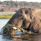 bei Elefanten sehr beliebt, jedoch schwer zu bekommen - nasses Gras