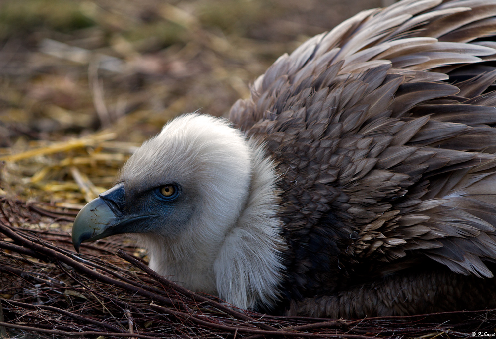 Bei Familie Geier liegt nachwuchs im Nest !!