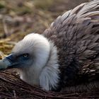 Bei Familie Geier liegt nachwuchs im Nest !!