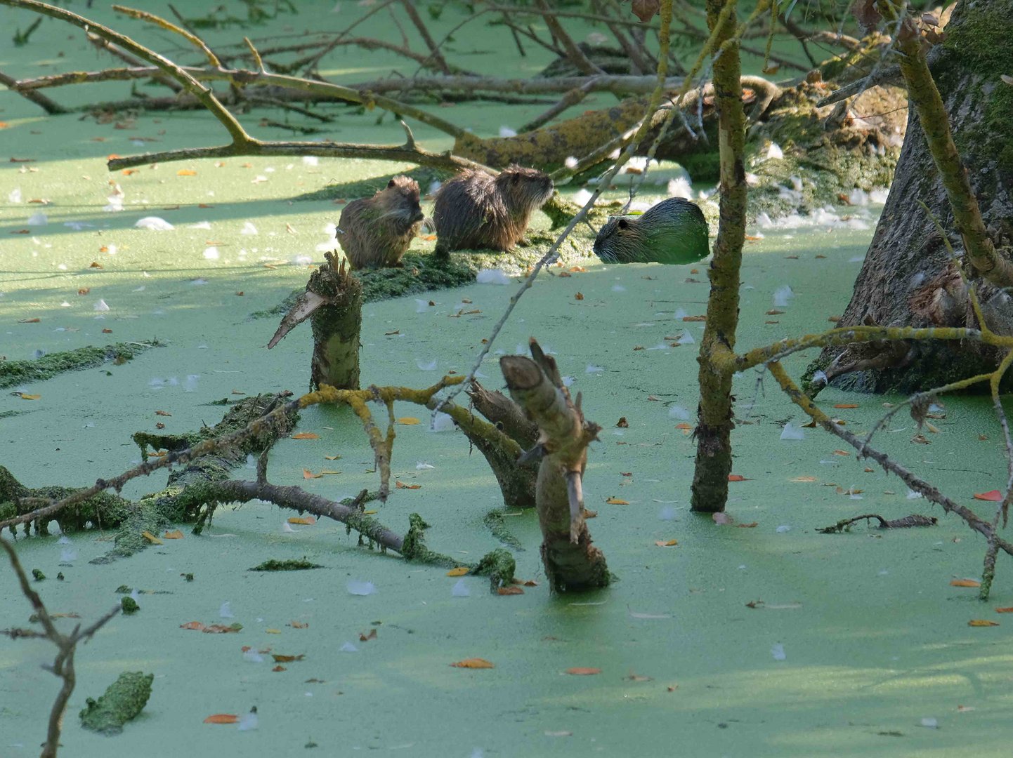 bei Familie Nutria