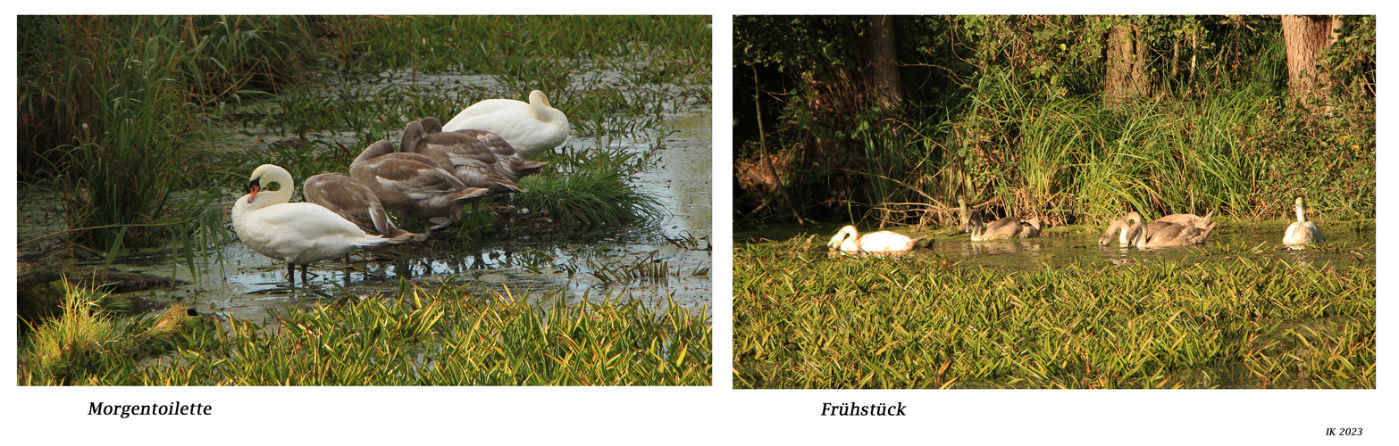 Bei Familie Schwan.....