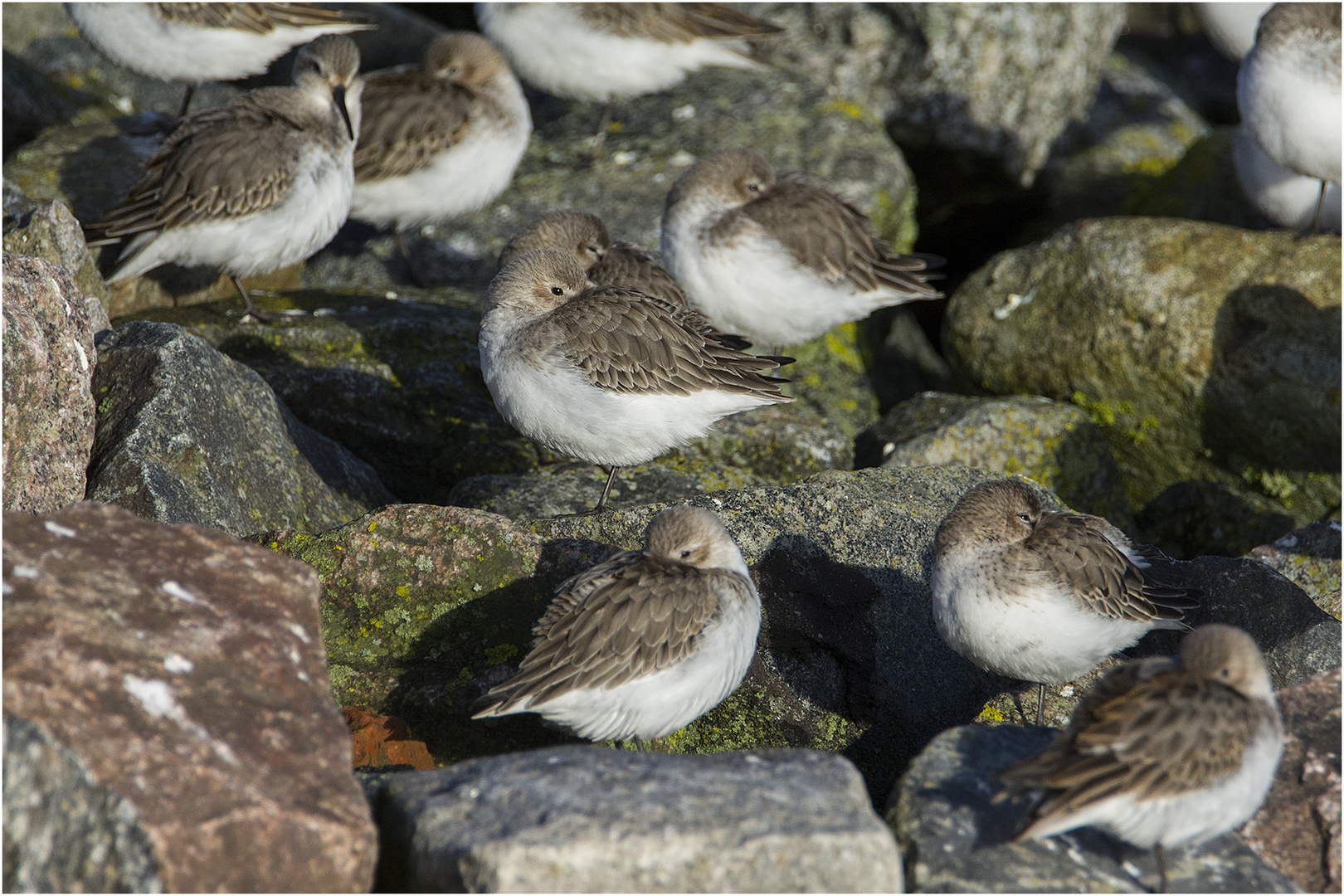 Bei Flut ruhen sich die Alpenstrandläufer (Calidris alpina) . . .