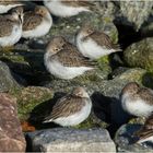 Bei Flut ruhen sich die Alpenstrandläufer (Calidris alpina) . . .