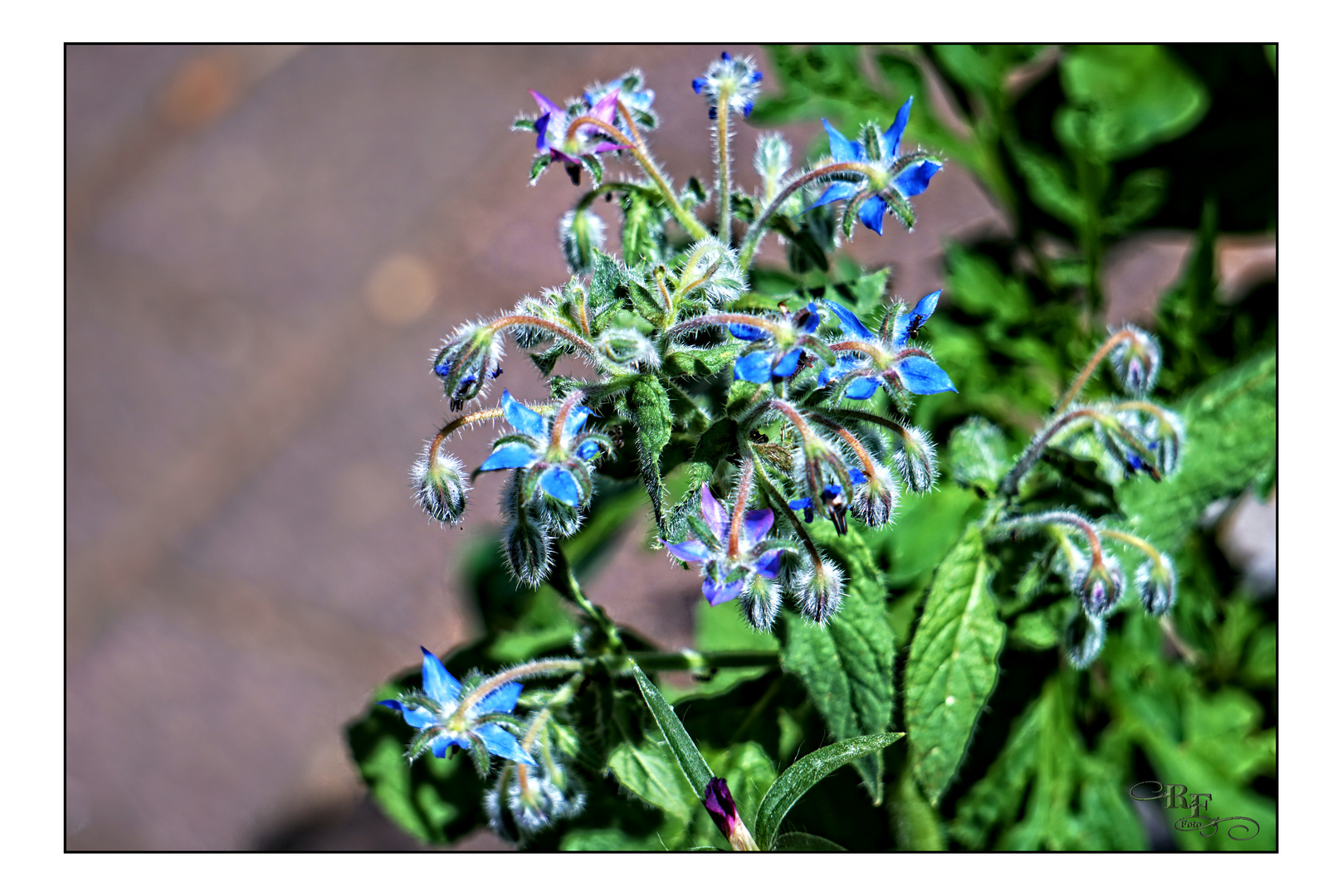 Bei Freunden im Garten fand ich diesen Borretsch