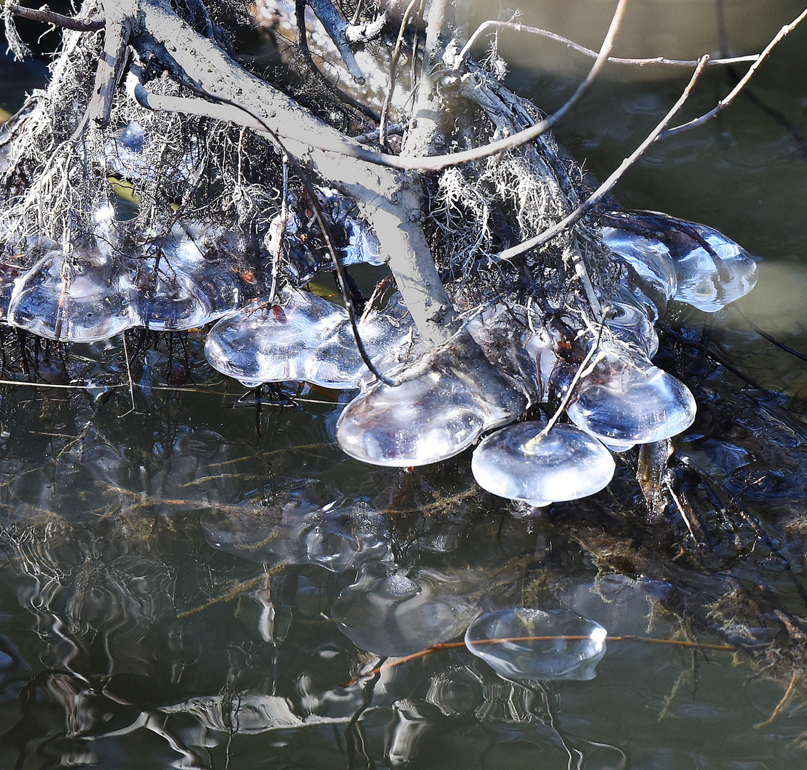 Bei Frost ins Wasser gestippt