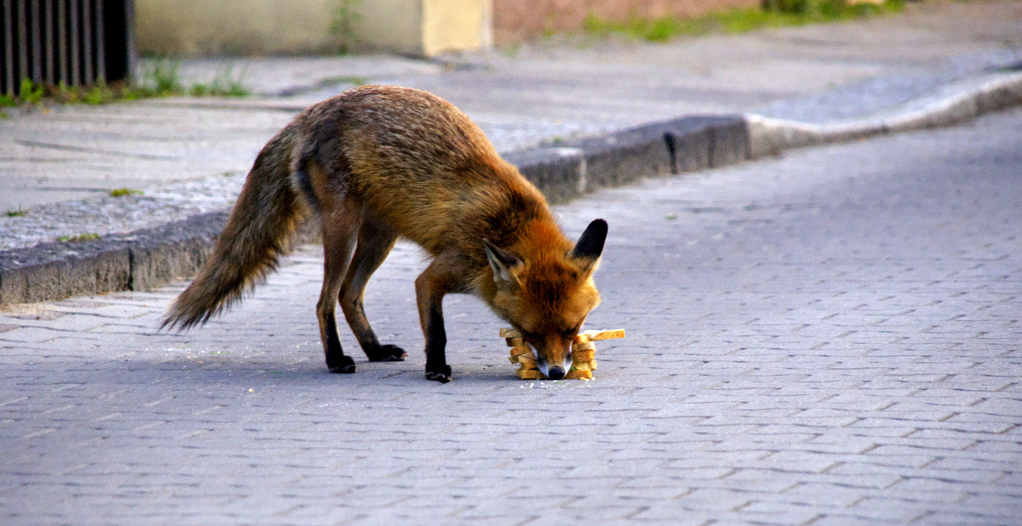 Bei Fuchs gibt es Tost.