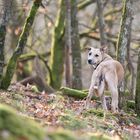 Bei Fuß !!! Wer ich...? Ja, gleich.... vielleicht !