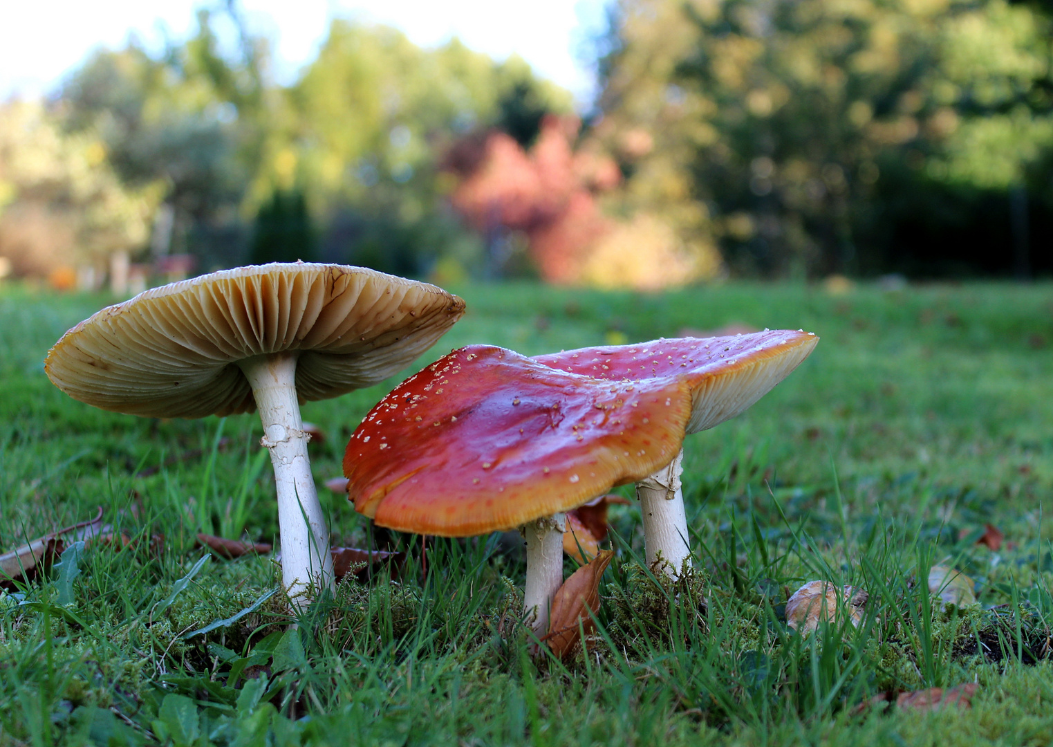 bei Gabi im Garten... 