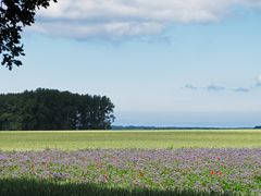 bei Gingst, Rügen