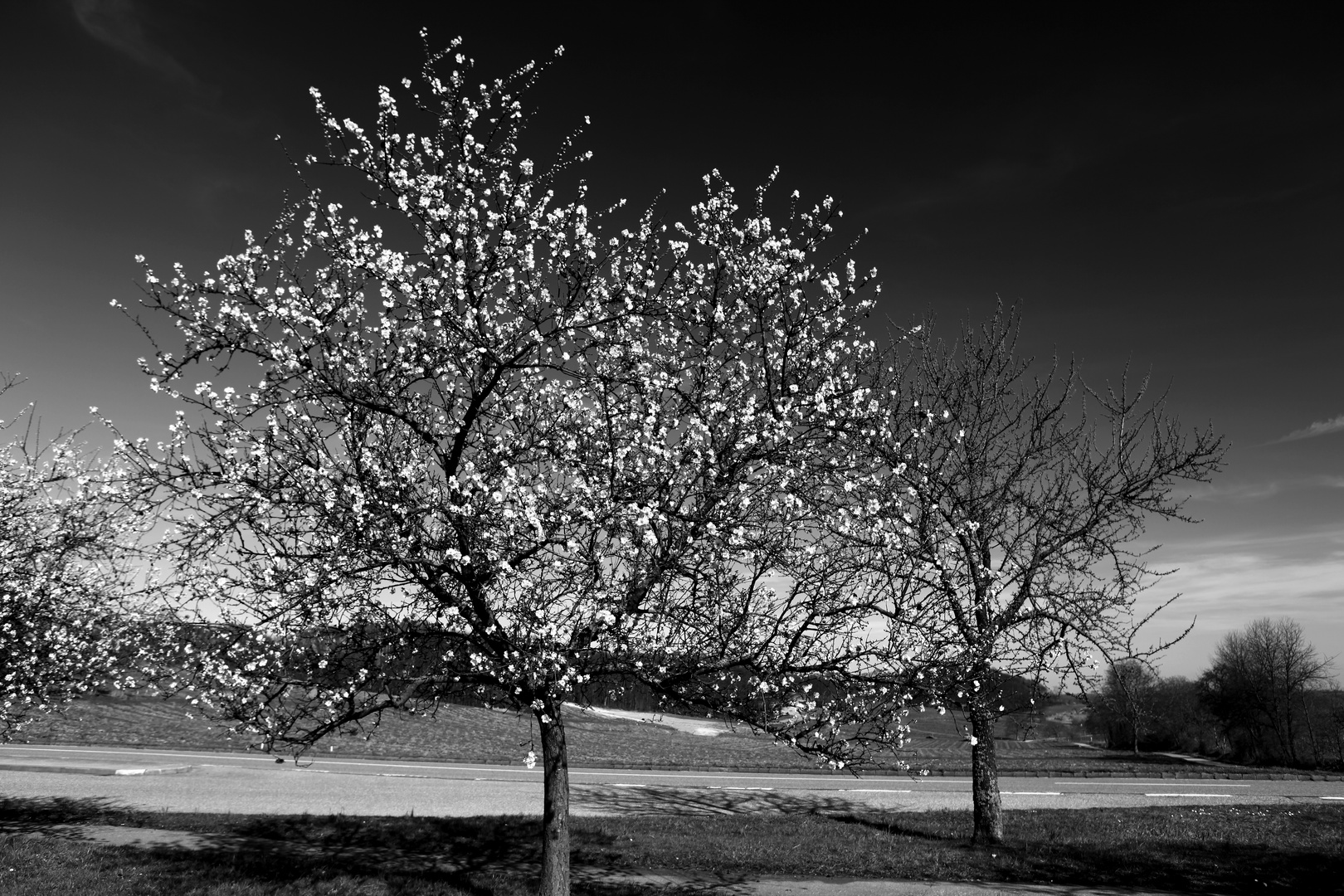 bei Gleiszellen II, Mandelblüte