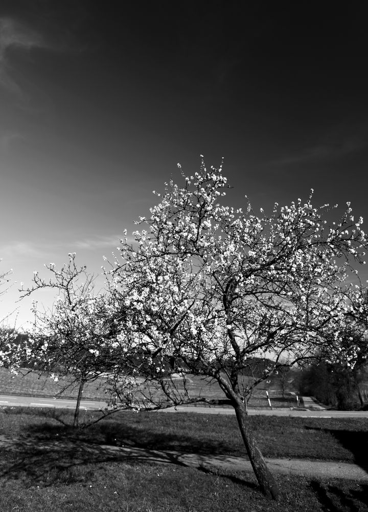 bei Gleiszellen III, Mandelblüte