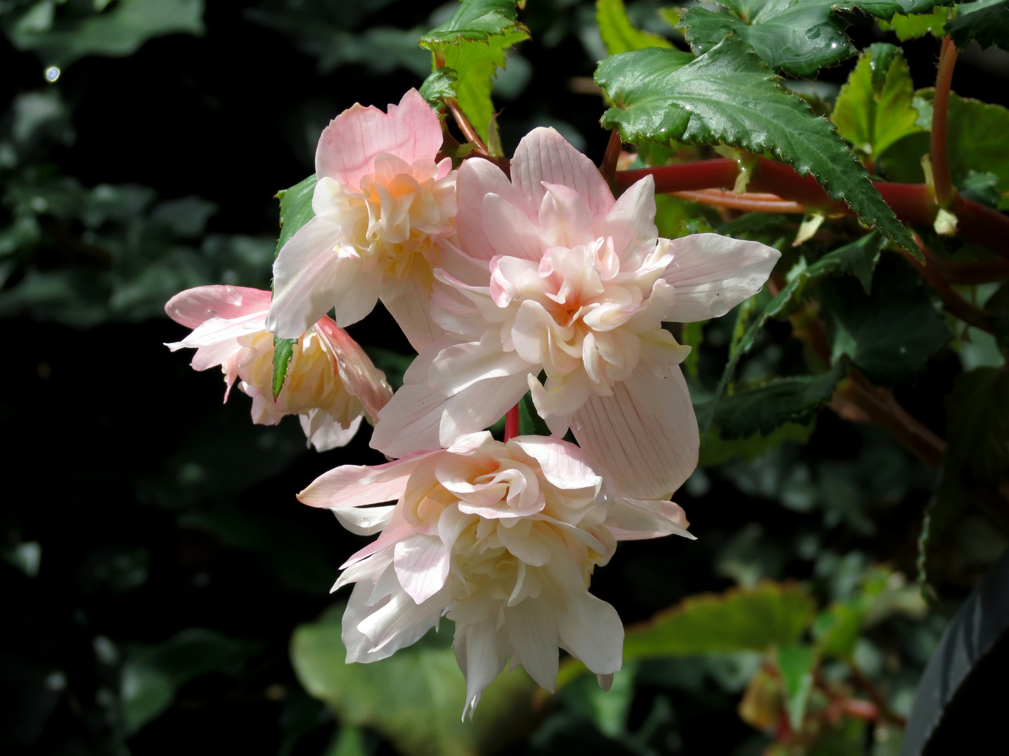 bei Helga im Garten l