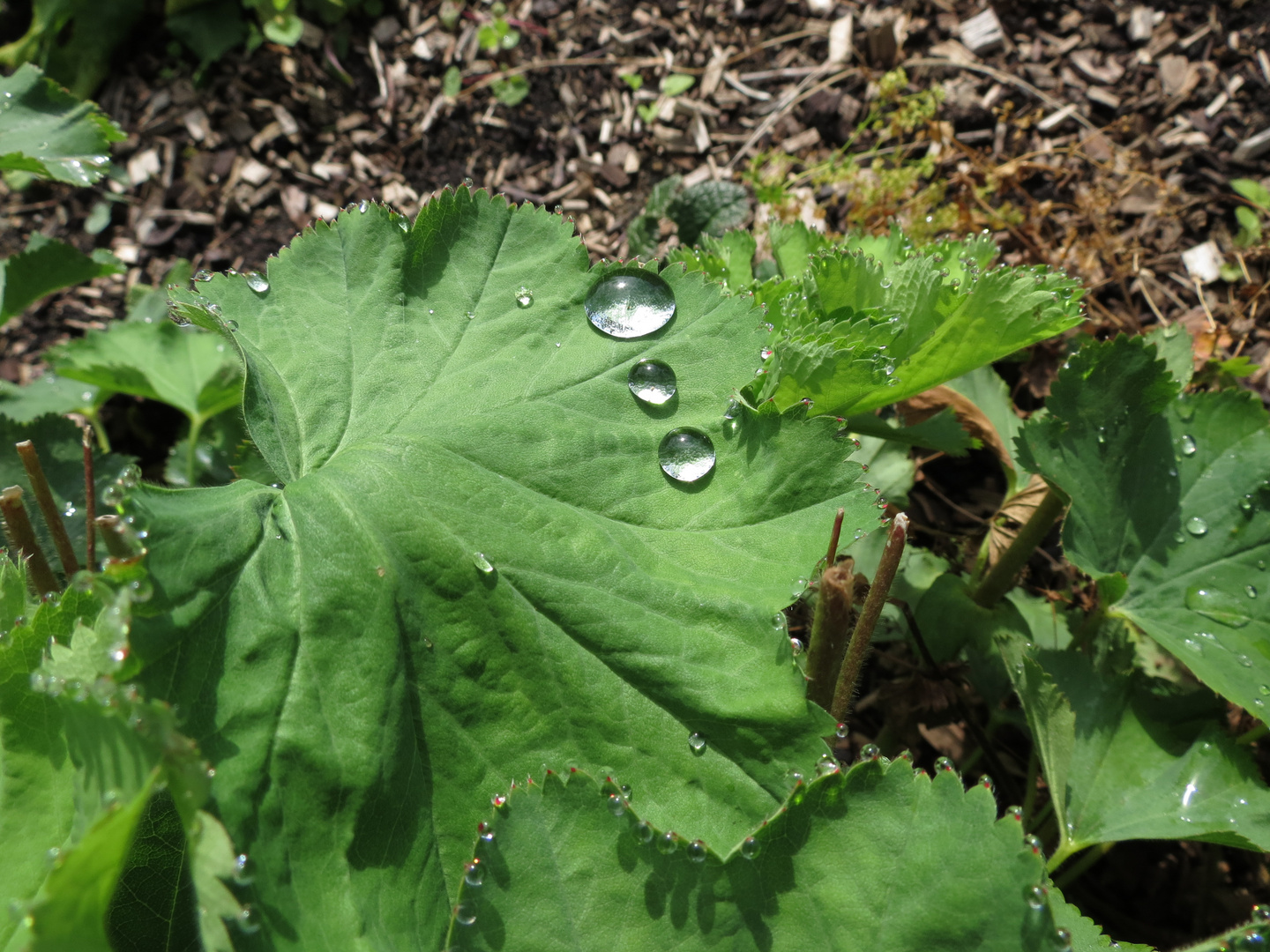 bei Helga im Garten ll