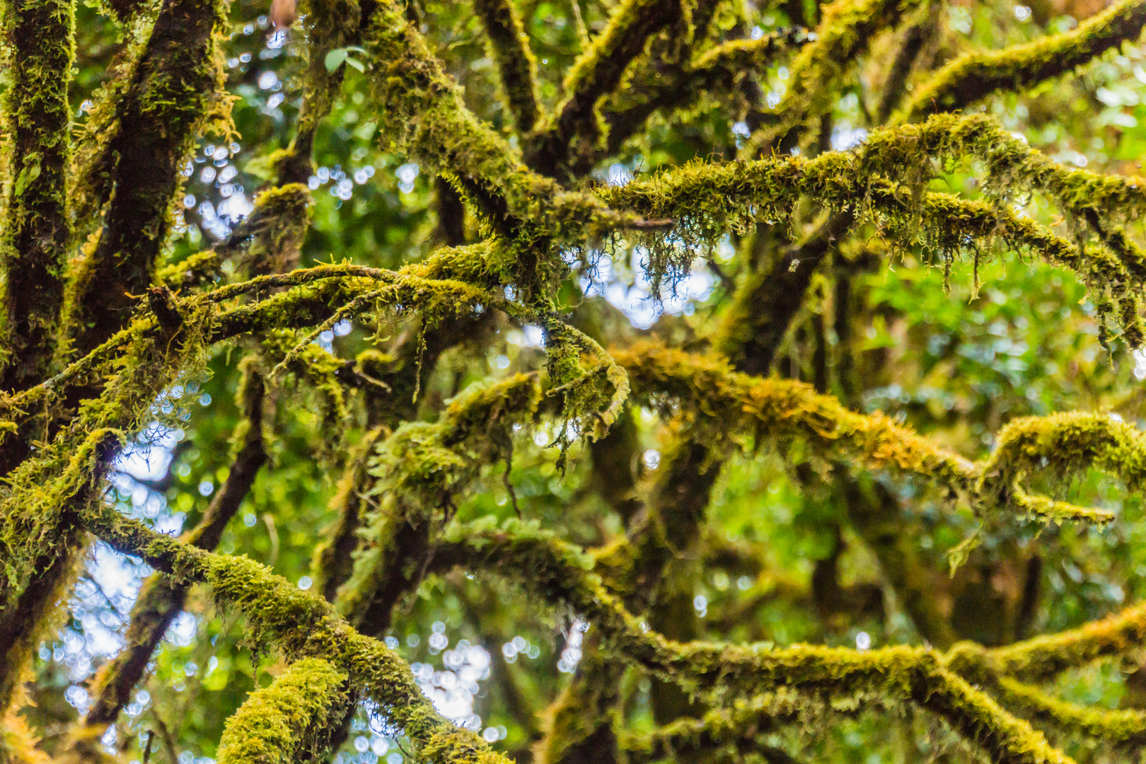 bei hoher Luftfeuchte - Doi Inthanon/Nordthailand