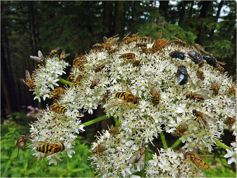 Bei Insekten