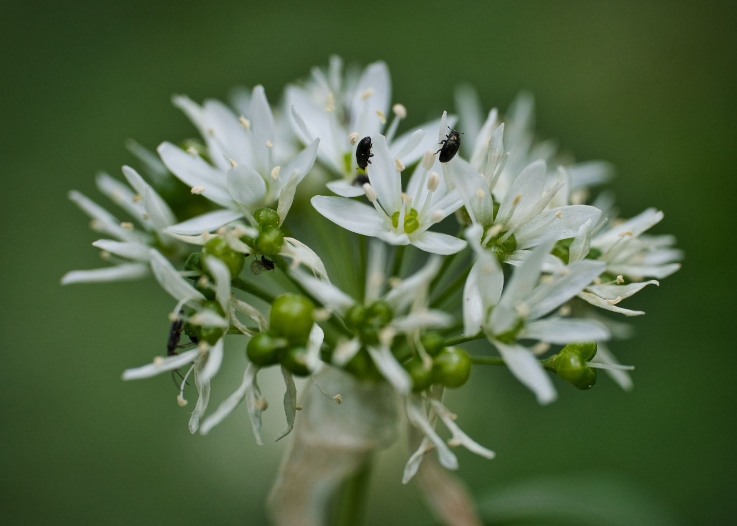 Bei Insekten beliebt