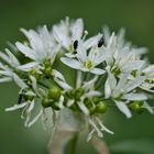 Bei Insekten beliebt