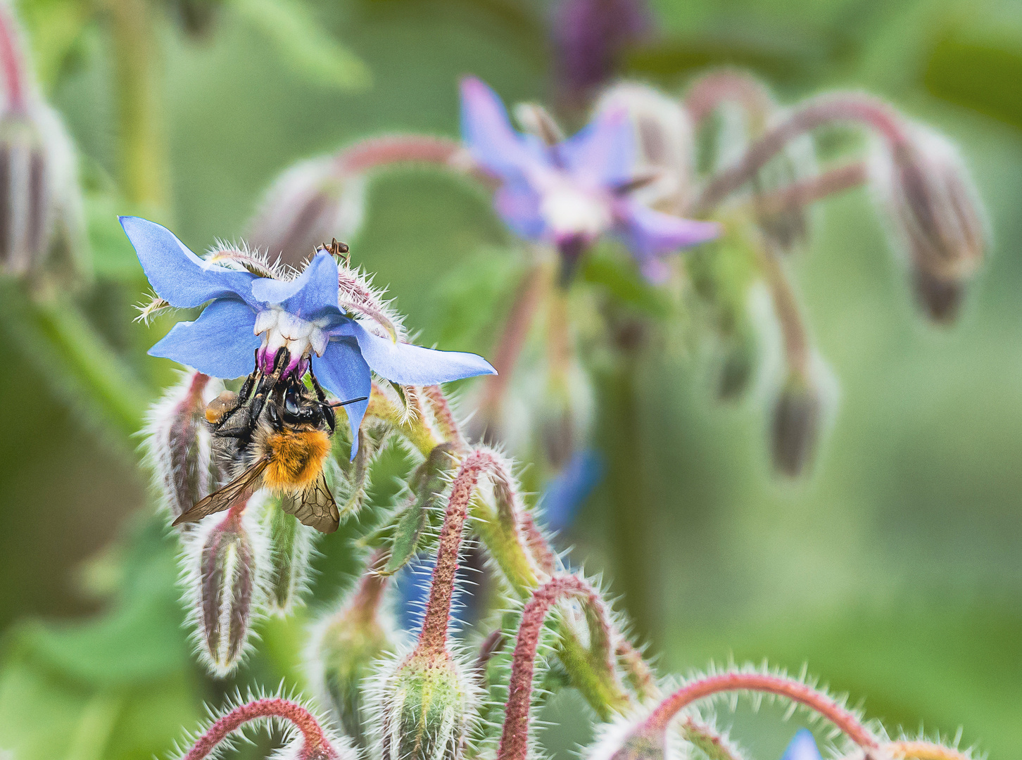 Bei Insekten sehr beliebt