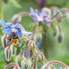 Bei Insekten sehr beliebt