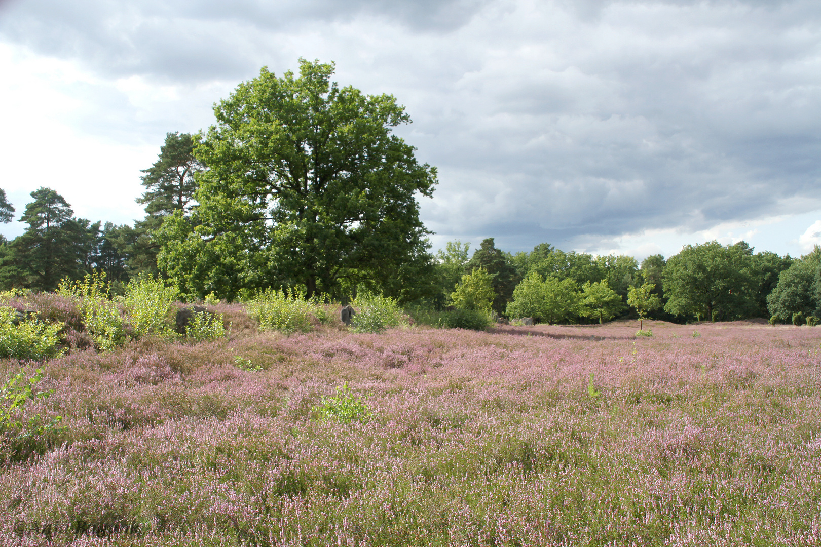 Bei jedem Wetter schön: Die Lüneburger Heide