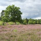 Bei jedem Wetter schön: Die Lüneburger Heide