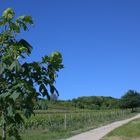 Bei Jugenheim (Rheinhessen)