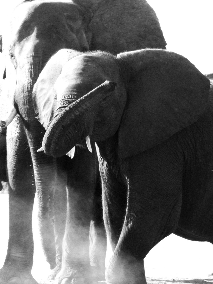 bei Kasane im Chobe National Park, Botswana