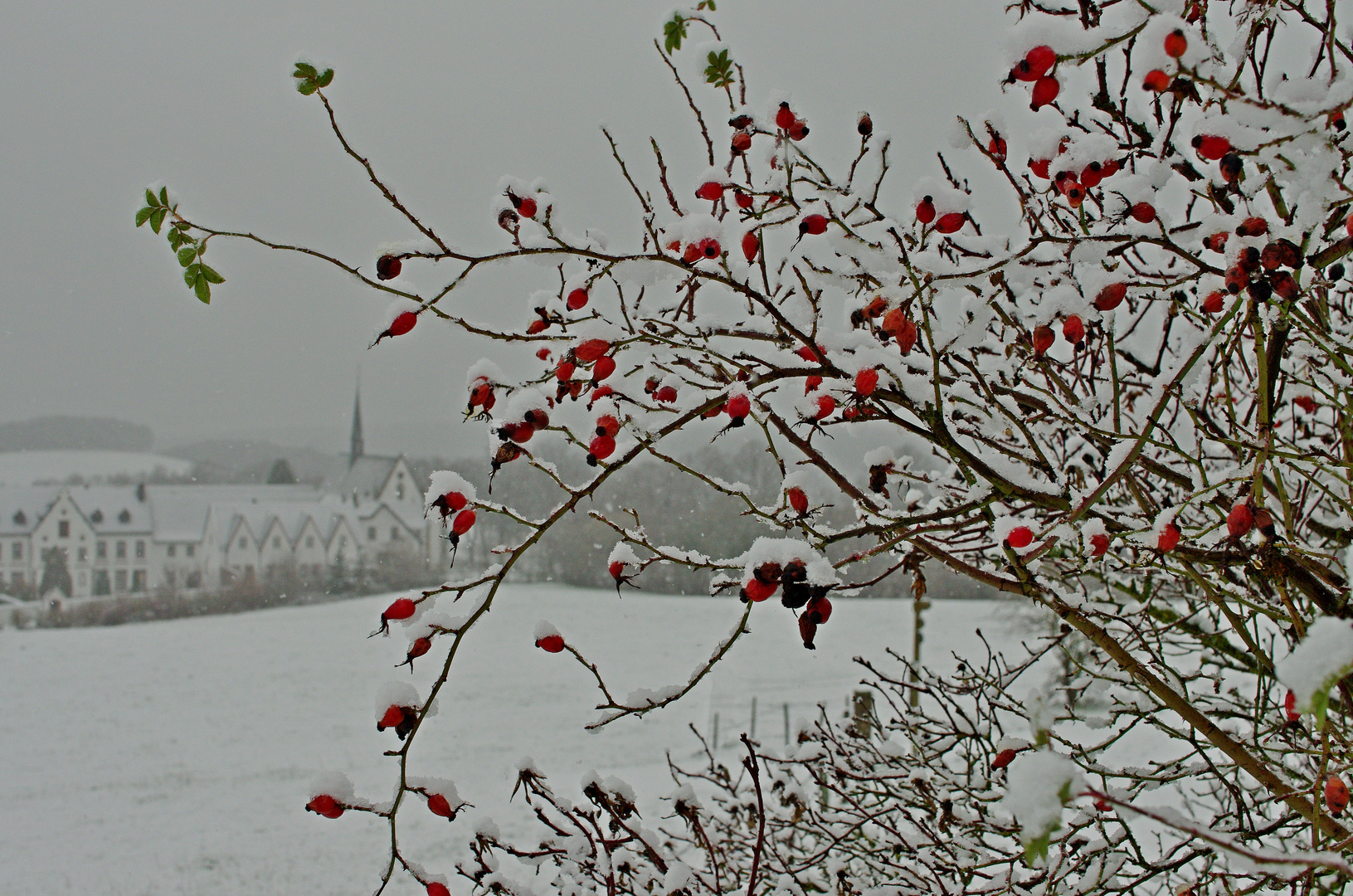 Bei Kloster Mariawald 14.1.16