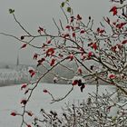 Bei Kloster Mariawald 14.1.16